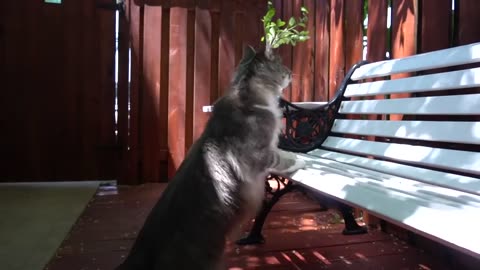 Giant Maine Coon cat ATTACKS groomer