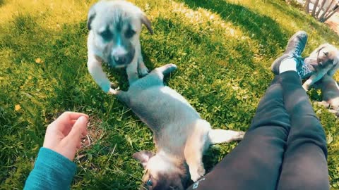 Man playing with puppies, cute moments with cute puppies