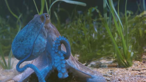 The Silent Killer Blue Ring Octopus