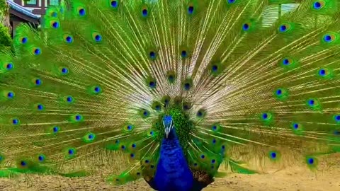 Peacock video