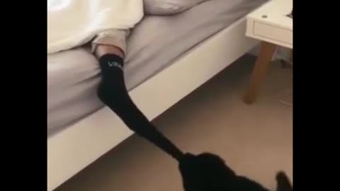 A dog that wakes the owner up