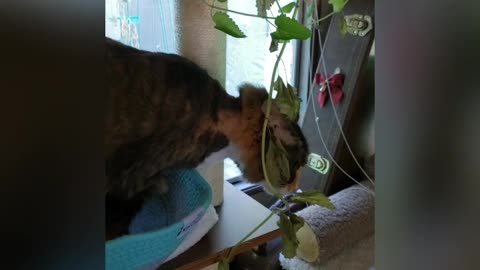 "She can stop anytime" Says Catnip eating cat