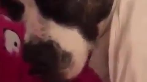 dog snores sleeping and wakes everyone up