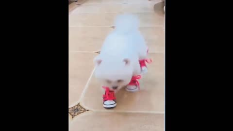 Cute cat playing with her 2 pair of shoes