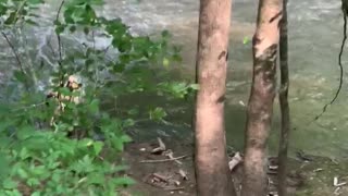 Nala Da Golden Retrieves from a Stream