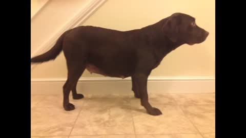 VIDEO: He put together in a short video his dog’s pregnancy time lapse. The result is amazing…
