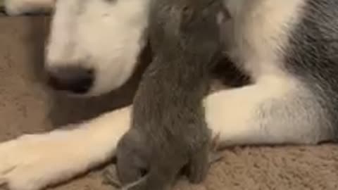 A husky and squirrel have become the best of friends