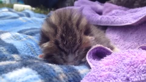 New born kitten
