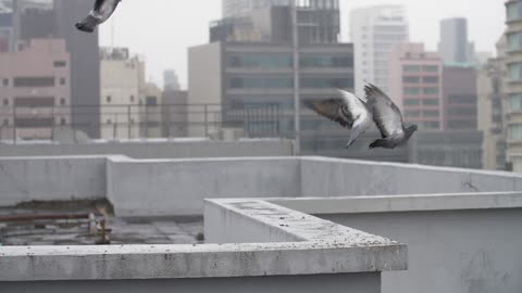 Couples Pigeons Fly Over Some Unique Roofs