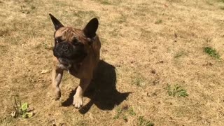 Slow motion baywatch french bulldog