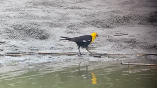 Yellow-headed Blackbird