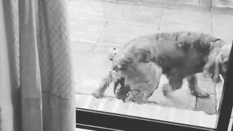 Black and white video dog humping ball outside of glassdoor stops when owner calls its name
