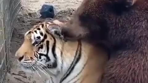 Lion playing with panda
