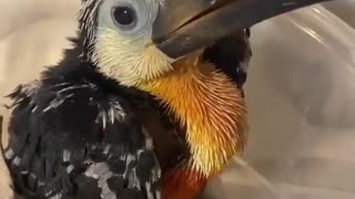 Cute toucan baby post for today, look at how happy he is getting his food!