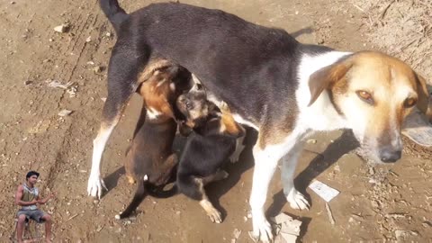 A street dog milks its babies on the road