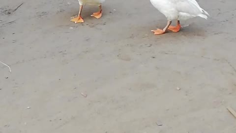 Ducks Enjoying