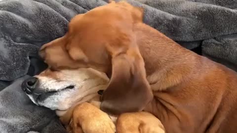 Two dogs are kissing