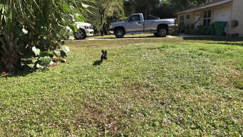 Cute Mini Dachshund puppy can't get her eyes of off her toy