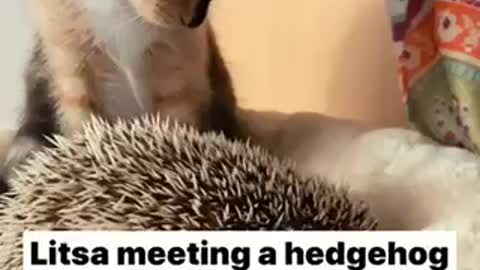 A kitty naps with a hedgehog