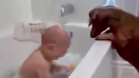 Dog and baby fight