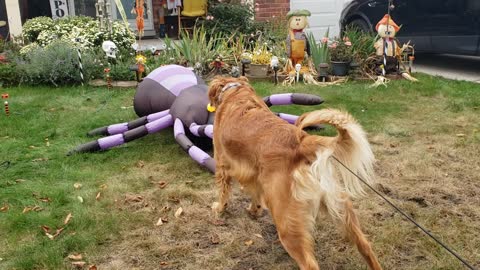 Golden Retriever meets Halloween decorations