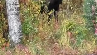 Bull Moose in Big Lake Alaska