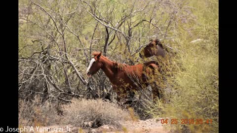 Wild Horses of Salt River, Arizona