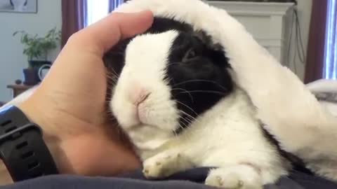 Rabbit reaction | Animals funny clips