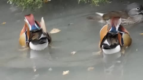Confusing Domestic Ducks Got Spotted In Lake