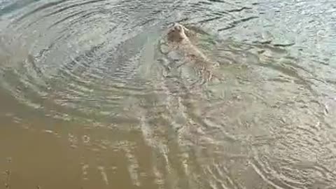 Puppy swimming for the first time