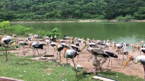 Stork and Pelican Compete for Thrown Fish at Thai Zoo