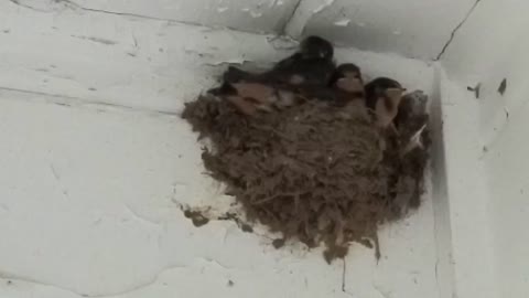 Best of baby birds waiting for feeding time!