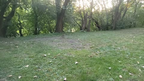 A Hawk/Falcon Looks For A Meal in Chicago