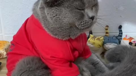 Funny Animal Videos that Make Me Burstnto Tears Laughing (CUTE) #shorts