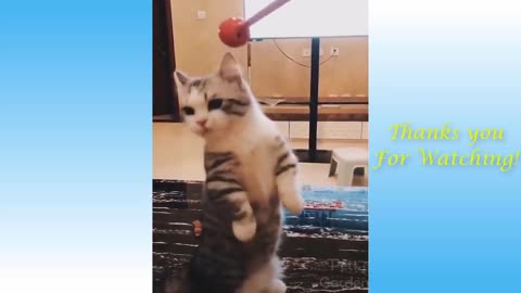 Funny Animals And Cute Pets Video Compilation - Cute Animals