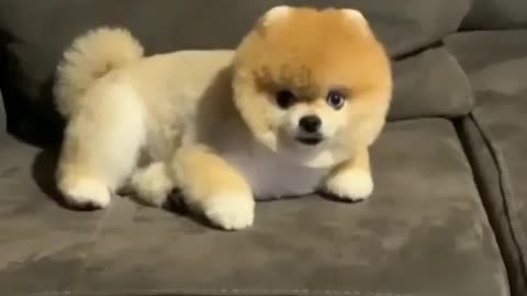 Cute small puppy