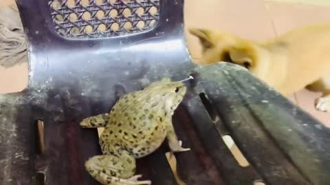 Funny bullfrog- funny animals funny frog noises