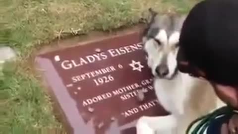 Dog cries at the grave of its owner