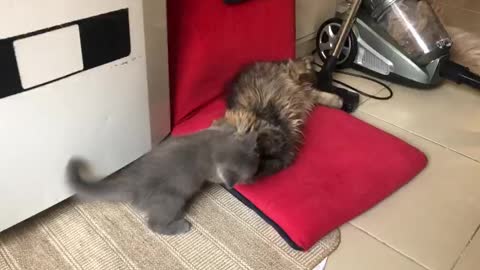 Beautiful cats playing