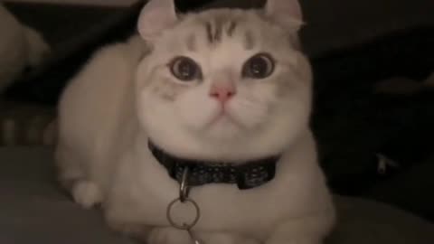 Fanny cat videos | kitty cat video | Cute cat videos | Pet Animal video | Kittycat