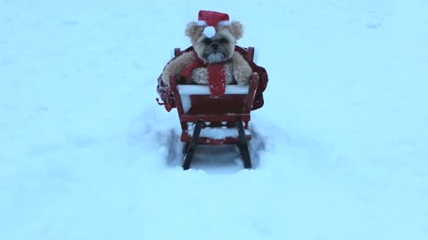 Munchkin the Teddy Bear dog goes sledding