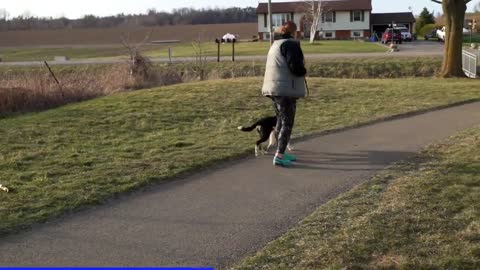 5 Mistakes People Make When Teaching A Puppy To Walk On Leash 1