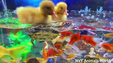 Put The Fish In The Tank - Baby Cute Animals Video - DIY Aquarium - GoldFish