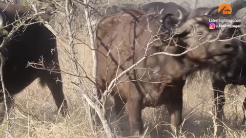 See how Buffalo saves cow from lions grip 🦁 🐃