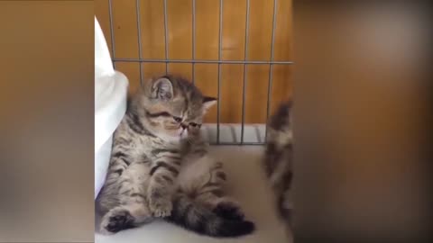 Tiktok cute CATS funny videos