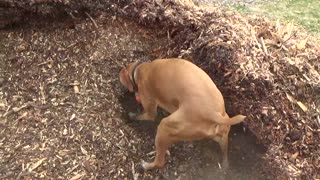 Junior loves digging holes for his toys!