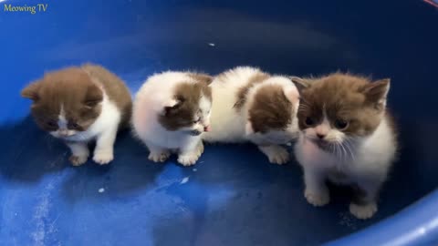 Caring for kittens that have lost their mothers to drink milk
