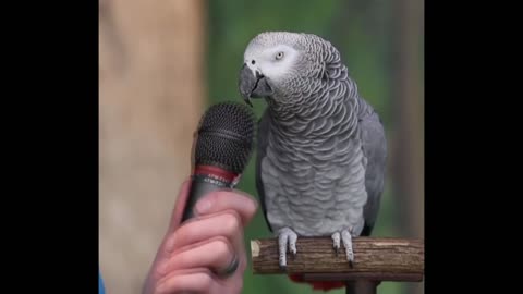 Talking parrot, English level primary school