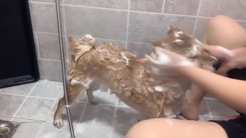 washing the dog with preety girl