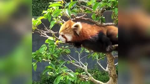 Red Panda Will Your Day Better